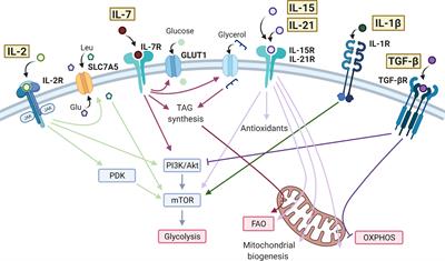 Control of T Cell Metabolism by Cytokines and Hormones